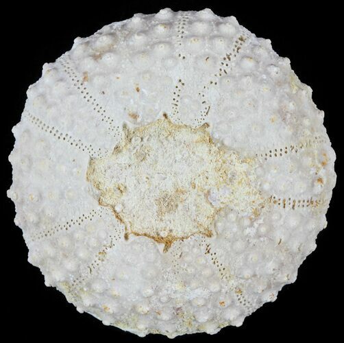 Tetragramma Fossil Echinoid (Sea Urchin) - Morocco #61404